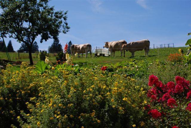 La Ferme Du Bois Barbu 호텔 빌라르 드 랑 외부 사진